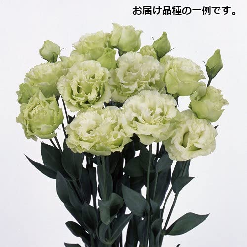 あおトルコキキョウ　トルコギキョウ苗 トルコキキョウ 3苗セット - メルカリ